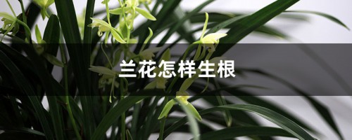 兰花怎样生根（长根条件介绍）