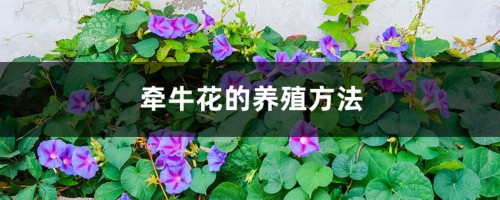 牵牛花的养殖方法大全