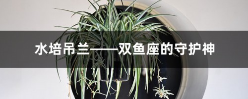 水培吊兰——双鱼座的守护神