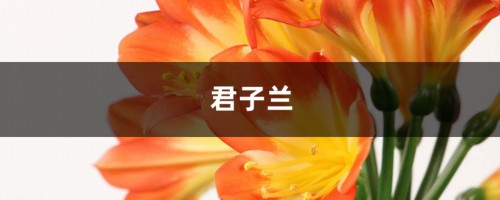 绿萝君子兰…盆里塞点它，叶子黑亮，疯狂开花！