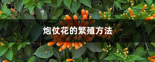 炮仗花的繁殖方法