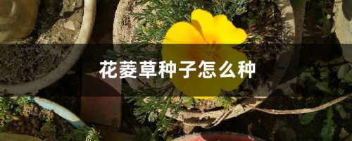 花菱草种子怎么种